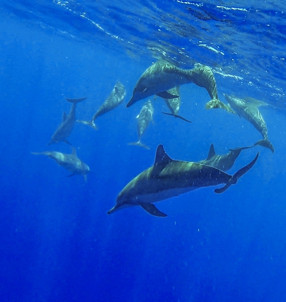 Spinner Dolphins, Yap, Micronesia