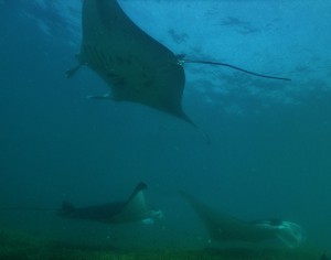 Giant Manta Ray Encounters Yap Micronesia - Yap Divers and Manta Ray Bay Resort