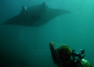 Manta Ray Diving, Yap Island Micronesia