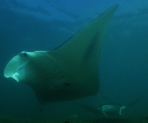 Yap Manta with Yap Divers 