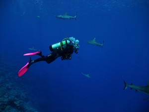 Diving Vertigo with Sharks, Yap Micronesia