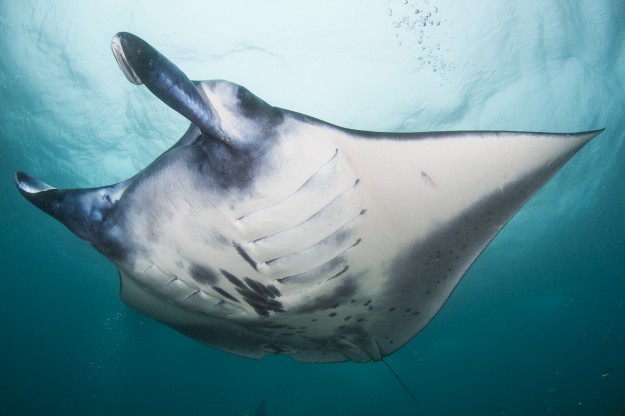 Giant Manta Up Close in Micronesia with Yap Divers