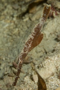 Ghost pipe fish in Micronesia with Yap Divers