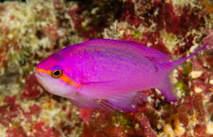 Yap Reef Fish, Micronesia