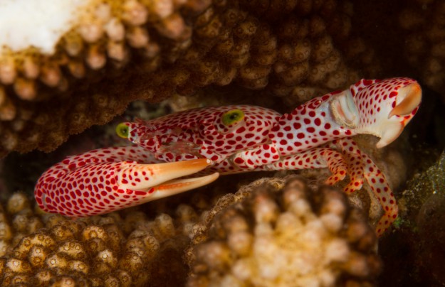 Red Spotted Corral Crab in Yap Micronesia