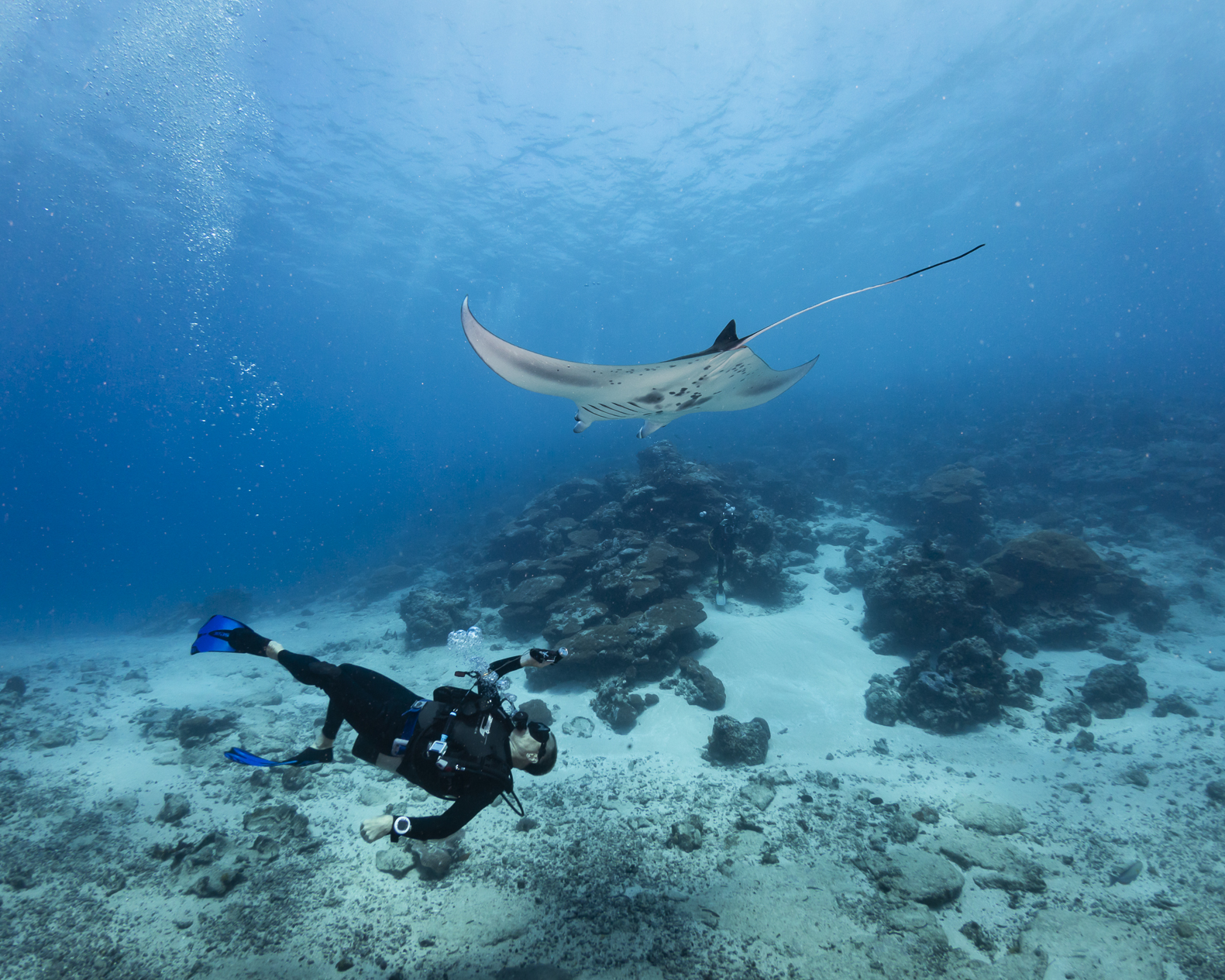 diving with manta rays