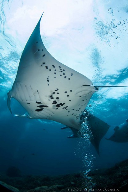 Tanto as mantas como todas as espécies de tubarões gozam de proteção total nas águas de Yap.