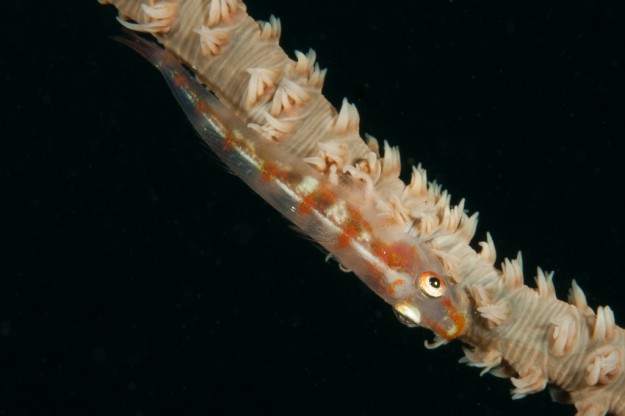 Wire Corral Goby by Anke Rohrbach in Yap Micronesia