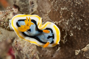 Nudibranch by Anke Rohrbach in Yap Micronesia