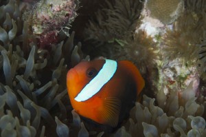 Anemone Fish in Yap Micronesia