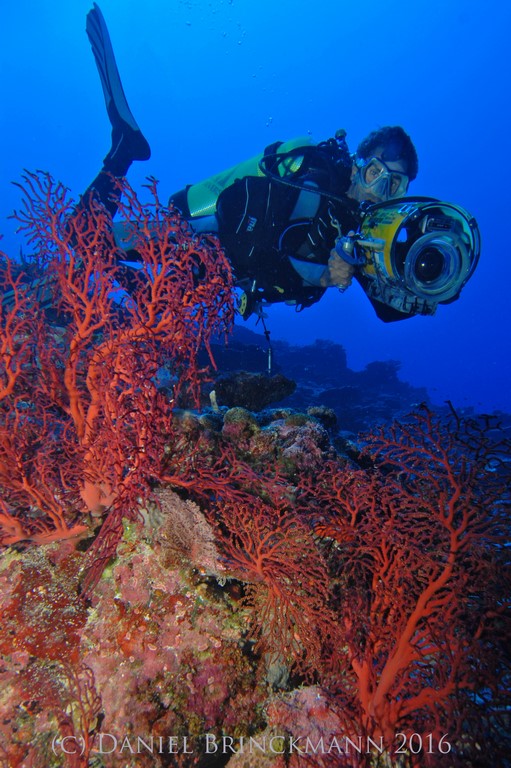 Toller Kontrast: eine der um Yap seltenen Roten Gorgonien. Durch's Bild schwimmt übrigens der bekannte UW-Filmer Peter Schneider.