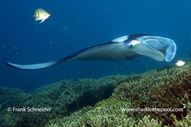 Manta Ray Cleaning by Frank Schnieder in Yap Micronesia