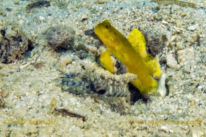 Blind Shrimp and Yellow Gobi by Frank Schnieder in Yap Micronesia
