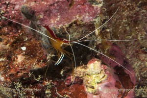Cleaner Shrimp by Frank Schnieder in Yap Micronesia