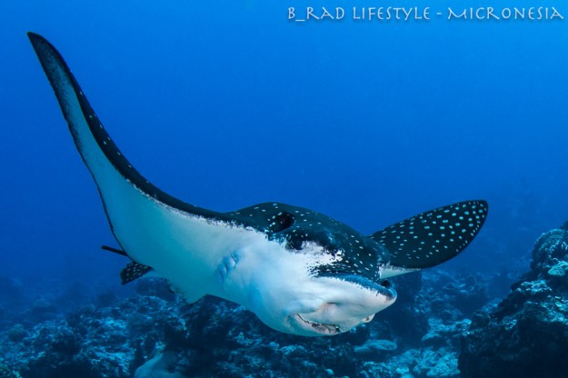 Spotted Eagle Ray - Diving "Eagle's Nest", photo by Brad Holland