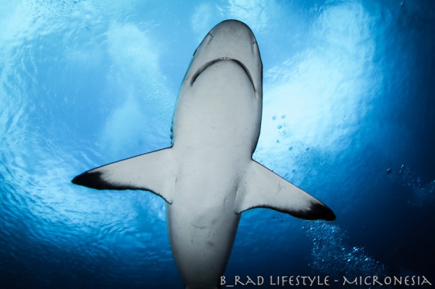 Grey Reef Shark - Diving "Vertigo", photo by: Brad Holland