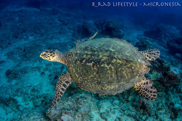 Green Sea Turtle - Diving "M'il Channel", photo by: Brad Holland