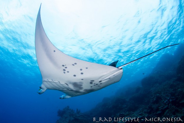 Open Water Manta Pass - Diving "M'il Channel", photo by: Brad Holland