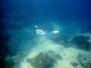 Giant Manta Rays Feeding in Yap Micronesia Diving with Manta Ray Bay Resort