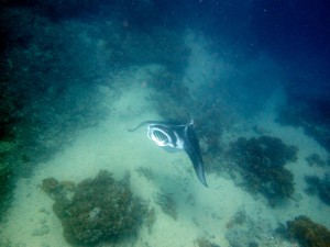 Yap Manta Rays Feeding in on a dive with Manta Ray Bay Resort, Micronesia