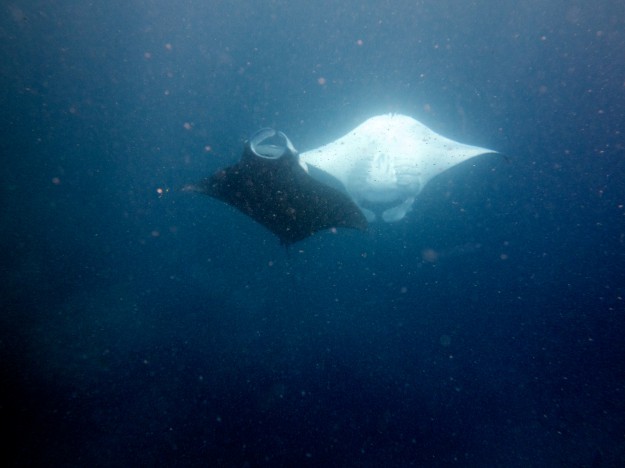 Two Manta Rays Feeding with divers with Manta Ray Bay Resort Micronesia