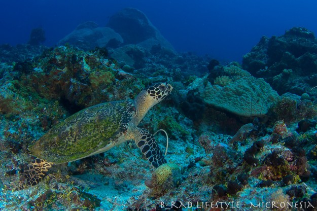 Hawksbill Turtle - Diving "Eagle's Nest", photo by: Brad Holland
