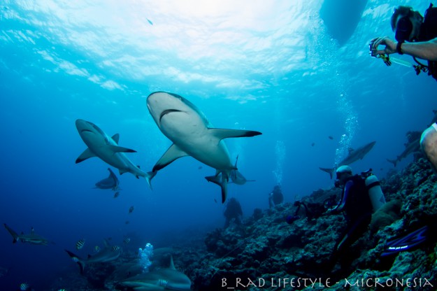 Shark Diving Vertigo Yap Micronesia