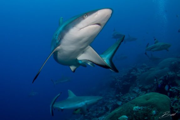 Shark Dive, Yap Micronesia