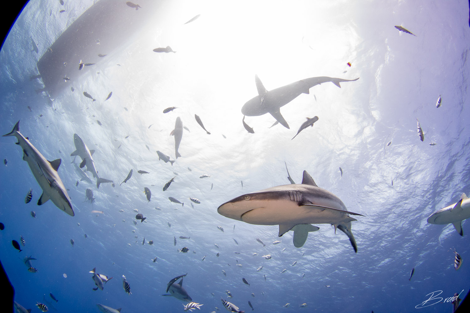 Shark Dive, Yap Micronesia
