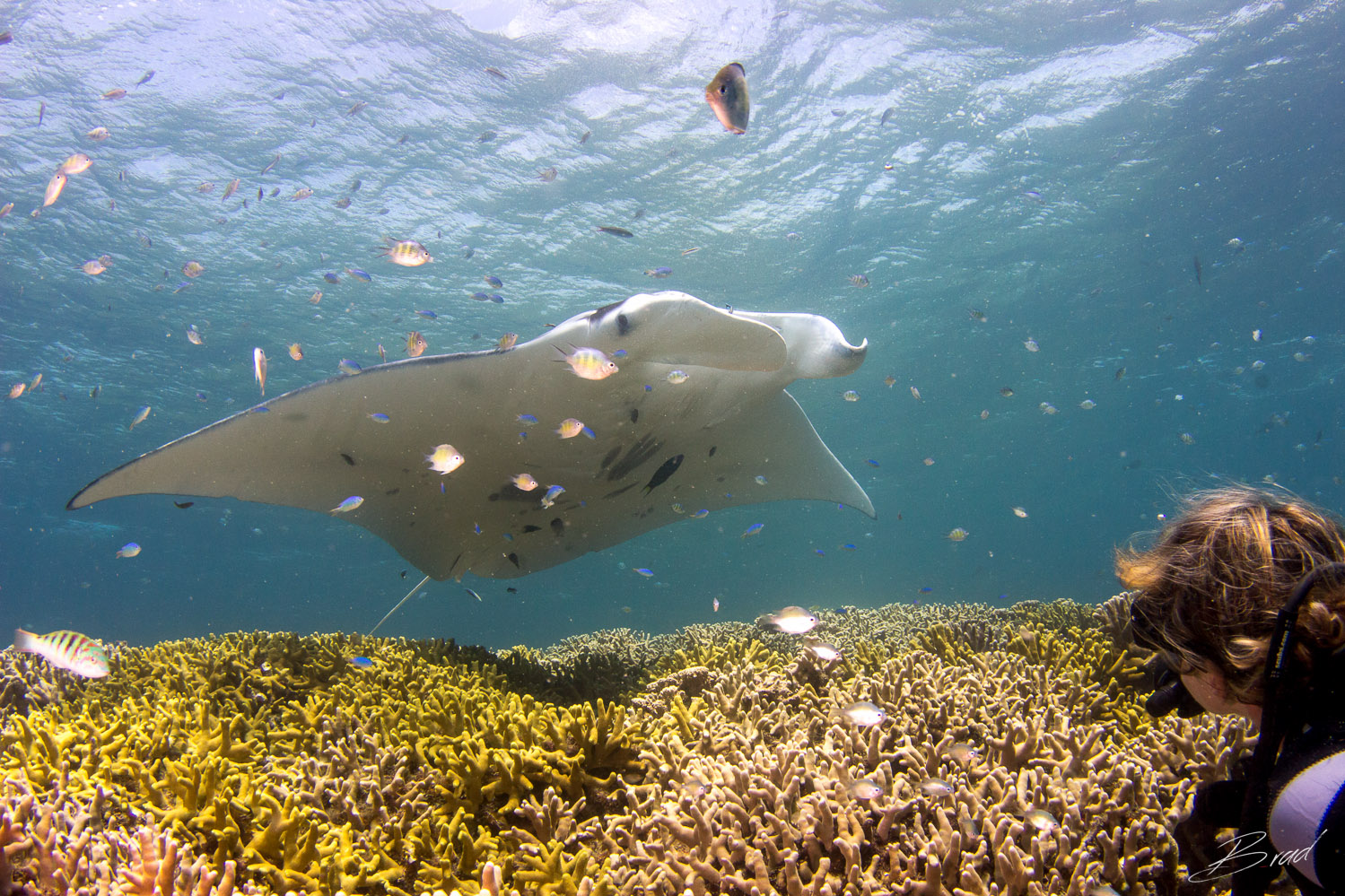 Manta Ray Dive, Yap Micronesia