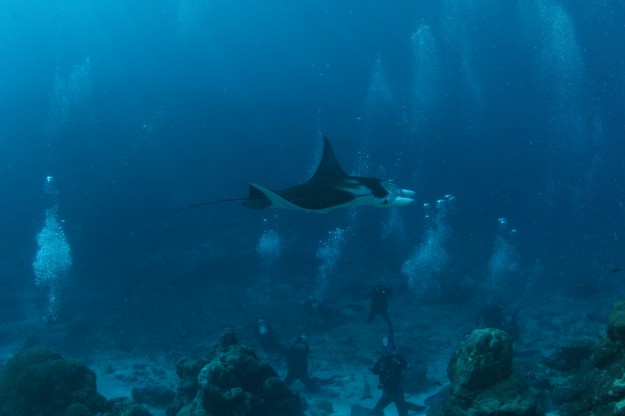 Giant Mantas swimming over Divers in Yap Micronesia
