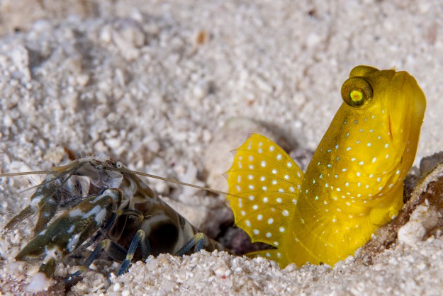 Banded Blind Shrimp and Yellow Goby by Judy Bennett in Yap Micronesia
