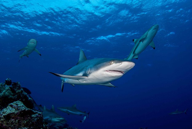 Grey Reef Shark at Vertigo with Yap Divers Micronesia