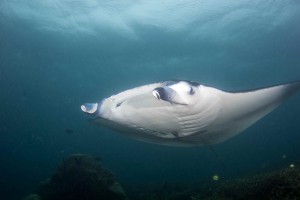 Giant Manta at Stammtich with Yap Divers Micronesia