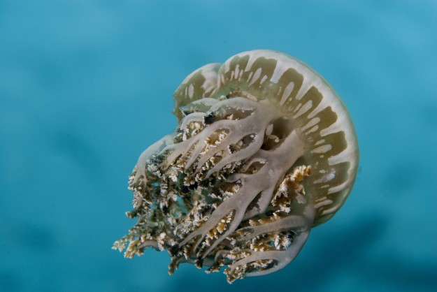 Medusa Jellyfish by Judy Bennett in Yap Micronesia