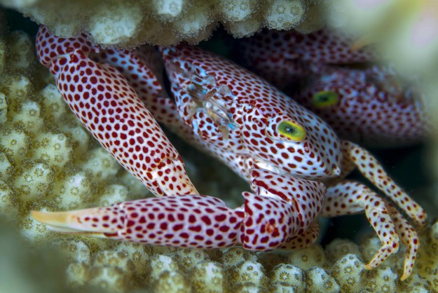red spotted guard crab with Yap Divers Micronesia