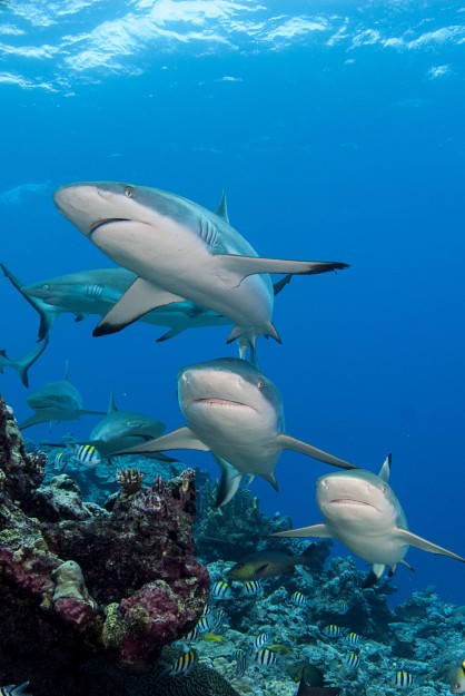 Reef Sharks at Vertigo with Yap Divers Micronesia