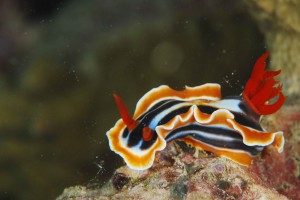Nudibranch at Slow n Easy dive site in Yap Micronesia