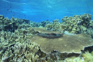 Yap Island Corral Reef Micronesia