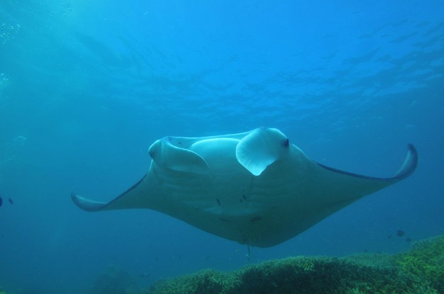 Giant Manta at Stammtisch with Yap Divers and Manta Ray Bay Resort