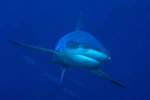 Shark Frontal Image