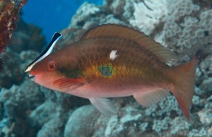 Reef Fish Cleaning by Marty Snyderman in Yap Micronesia