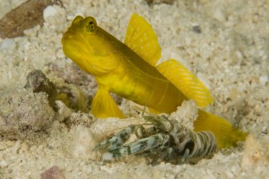 Yellow Gobi and Blind Shrimp in Yap Micronesia by Marty Snyderman