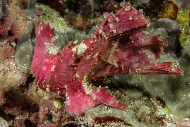 Pink Leaf Fish by Marty Snyderman, Yap Micronesia