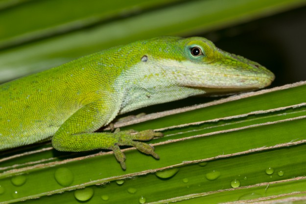Green Lizard Face by Marty Snyderman in Yap Micronesia