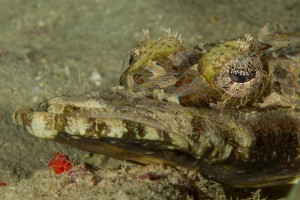 Crocodile Fish Face by Marty Snyderman in Yap Micronesia