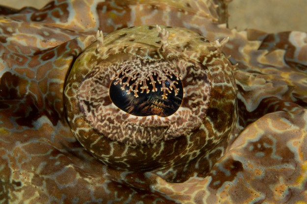 Marty Snyderman Crocodile Fish Eye, Yap Micronesia