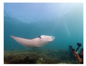 Giant Mantas swimming over photographers in Yap Micronesia