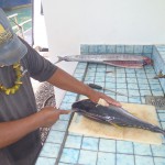 Yapese Tuna being cut for Sashimi