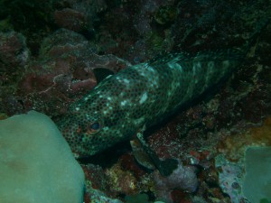 Yap Reef Fish